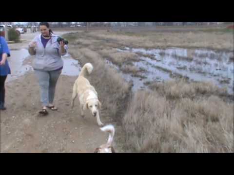 Buddy Pine Tree, an adopted Catahoula Leopard Dog & Great Pyrenees Mix in Wynne, AR_image-1