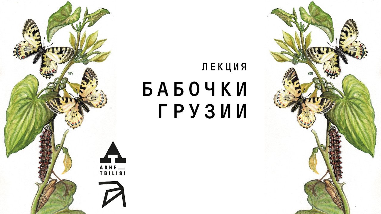 Бабочки Грузии | Валерий Петров