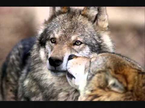 Bhajan Noam; "Howling Wolf Drums"