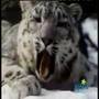 Sesame Street Somebody Come And Play Snow Leopard Version