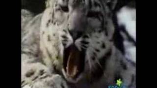 Sesame Street- Somebody come and play (Snow leopard version)