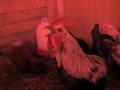 death metal rooster berserker 