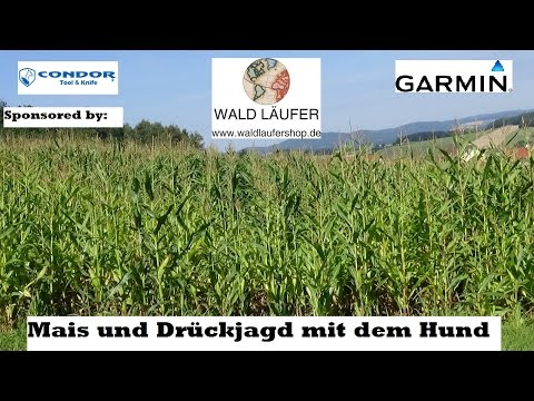 DRÜCKJAGD MAISJAGD WILDSCHWEIN DRIVENHUNT VLOG 1 2016