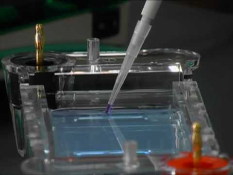 Total rna extraction and rt-pcr teaching kit