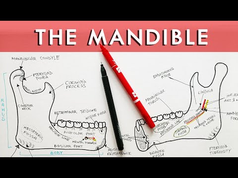 Anatomy of Mandible | External and Internal features
