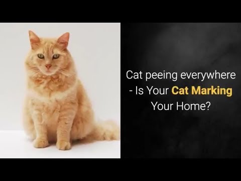 Cat peeing everywhere - Is your cat marking your home?