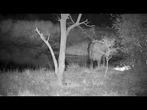 Djuma: Three Elephants get a drink at the dam - 19:36 - 07/14/21