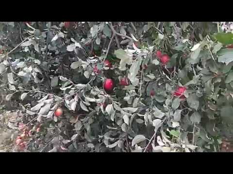 Яблочный бум!!! Село Новополянье!!! Липецкая область!!;