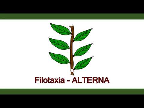 Filotaxia o disposición de la hoja en el tallo
