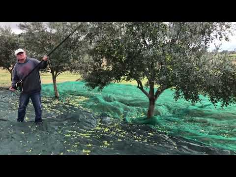 Person using electric rake to harvest olive