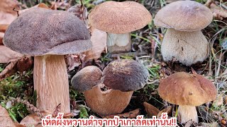 Go through the forest to level it!! Collect wild chestnut mushrooms and continue on to the high m...
