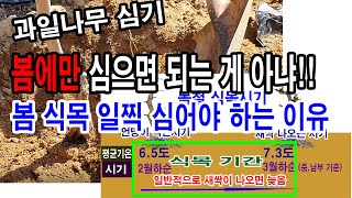 과일나무 봄에만 심으면 되는게 아냐!! 봄 식목 일찍 심어야 하는 이유(과일나무 심기, 과일나무 심는 시기.…