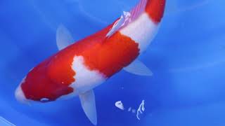 video van Nidan Kohaku 2301022