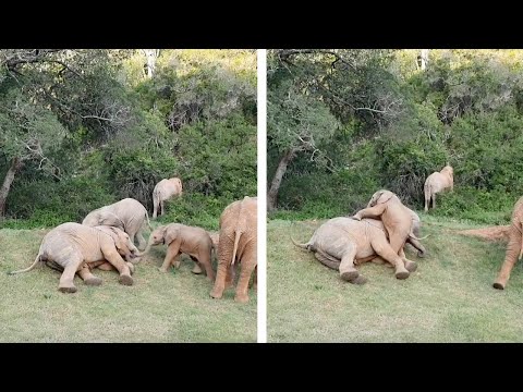 Adorable Baby Elephants Play Together