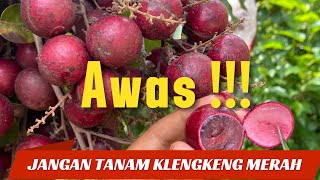 Download lagu Wajib Tahu !!!!! Kelebihan dan Kekurangan Klengkeng Merah Agar Tidak Menyesal #klengkengmerah #fruit mp3 Download lagu Wajib Tahu !!!!! Kelebihan dan Kekurangan Klengkeng Merah Agar Tidak Menyesal #klengkengmerah #fruit mp3