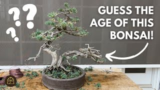 How to Refine and Improve Your Bonsai Trees
