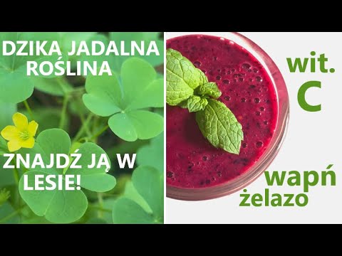 Bogactwo wit C! SZCZAWIK żółty i zajęczy / właściwości + przepis na koktajl