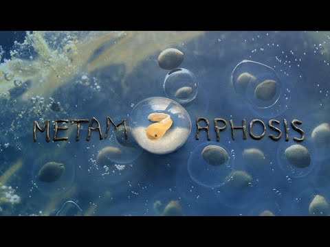 Metamorphosis - Claymation Animation by Bryn Wright (age 12)