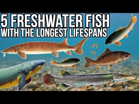 image-Which freshwater fish live longest?