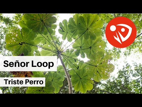 Señor Loop - Triste Perro (Audio Oficial)
