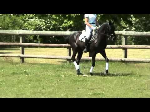 Wengelo's Nelson-Westacre Concerto gelding * 2004