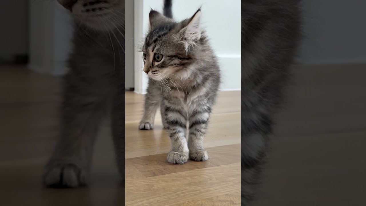 Enlarge Tator Tot, an adopted Domestic Long Hair in Fort Worth, TX video 4/4