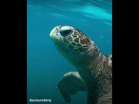 Tiktok pulau redang♥️