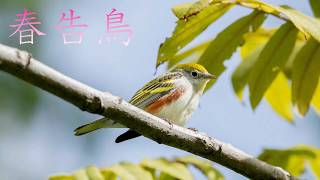 春告鳥　/　さだまさし　　ギター　弾き語り