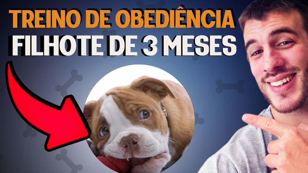 Como Adestrar Um Cachorro Filhote (PASSO A PASSO NA PRÁTICA)