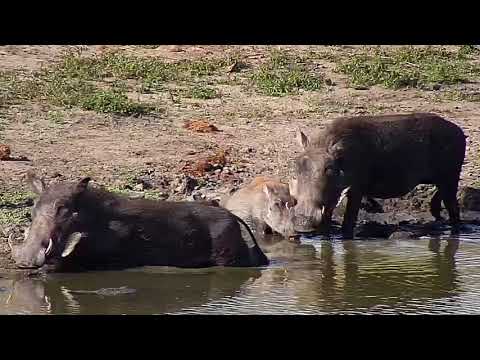 Djuma: Warthog family: two adults and three young - 15:13 - 04/23/19