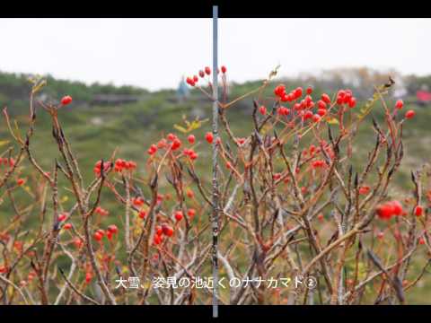 モラヴィアのナナカマド 植物