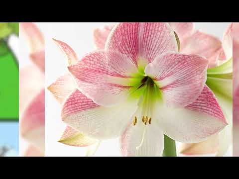 This Is Why Your Amaryllis Is Not Blooming