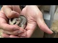 フクロモモンガのYouTubeサムネイル画像