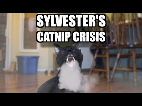 Talking Kitty Cat 61: Sylvester's Catnip Crisis