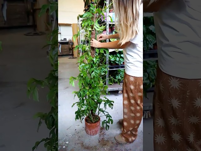 Vídeo relacionado con OFFCUP Estacas Soportes para Plantas, 6PCS 20x35cm Tutor Plantas, Reutilizable Metal Semicirculares Soportes para Plantas, Soporte para Plantas de Jardín para Flores Rosa Tomates Trepadoras Arbusto