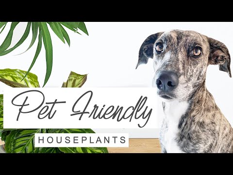 TOP 20 PET SAFE HOUSEPLANTS! Non-Toxic, Low-Maintenance Plants 🌿 Pet Friendly Indoor Plants 🐾