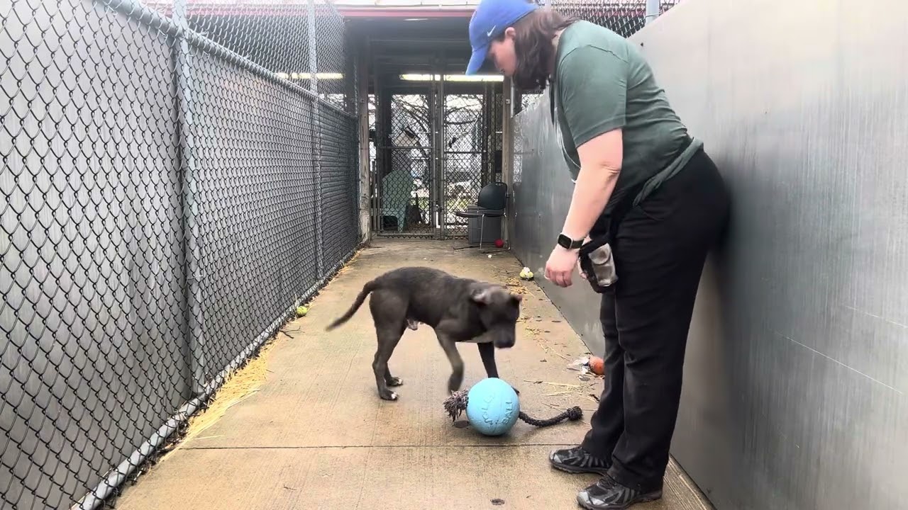 Enlarge Signal, a ADOPTABLE Pit Bull Terrier in Chicago, IL video 5/5