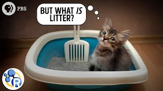 The Chemistry of Cats