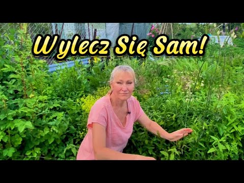 6 Ważnych Ziół Leczniczych Na Działkę 🌿