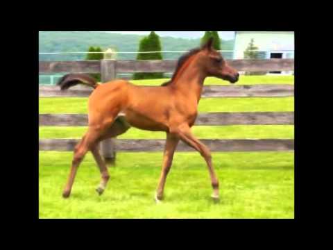 VAN GOGH AM X ALIYAHH FILLY HD