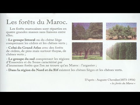 lecture 5 : Les forêts du Maroc / unité 5 / semaine 5 / Le chemin des lettres 4AP