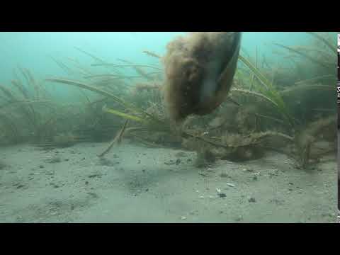 2019-09-20 - Scallop Swimming in Nantucket Harbor 2
