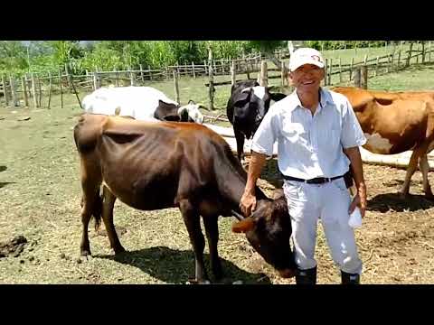 ¿Cómo se maneja una lechería en tierra caliente? | Proyecto con 20 vacas en Caicedonia 🇨🇴🐄