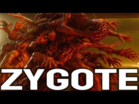 ✅ What is the Zygote? | The Mysterious Story of the Zygote EXPLAINED