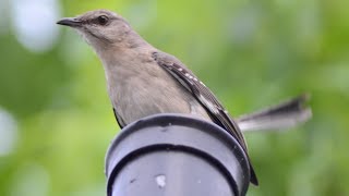 Mockingbird alarm / distress / warning call sound