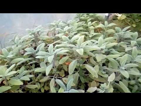 download lagu mp3 mp4 Sage Flower Tea, download lagu Sage Flower Tea gratis, unduh video klip Sage Flower Tea