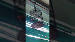 Download lagu PRENJAK KLAWU GACOR mp3