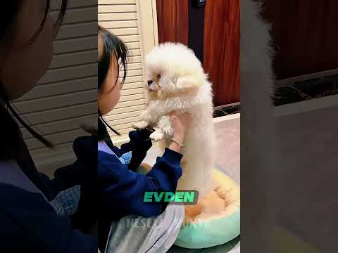 🐶 Köpek Kardeşi İçin Eve Geldi!