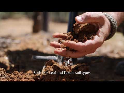 Terroir da propriedade Neethlingshof