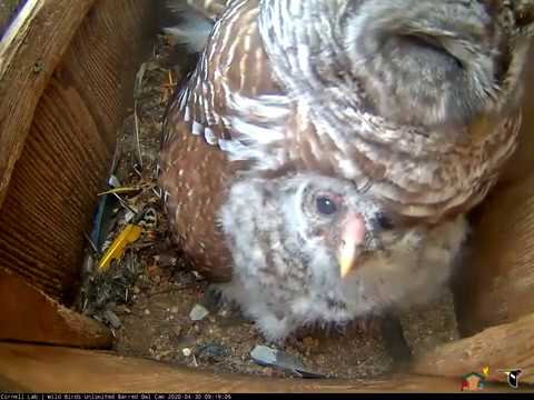 Owlets Poke Heads Out From Under Brooding Barred Owl Mom – April 30, 2020
